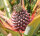 Ananas in Ananassaft (bio), 420g (Abtropfgewicht 240g)