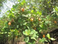 Cashewkerne Kräuter der Provence (geröstet), 100g, bio